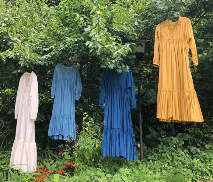 入荷情報 ページ 21 夏椿 なつつばき