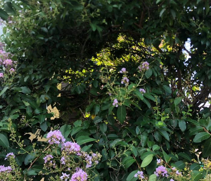 9/23（火・祝）は営業、9/24（水）は振替休日を頂きます。